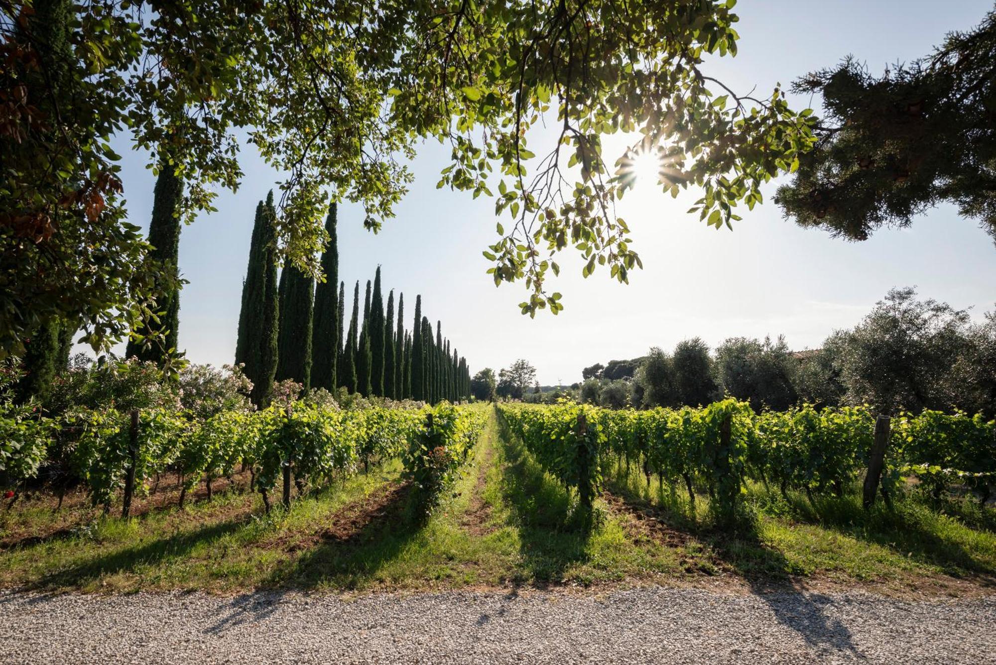 Agriturismo Tra Gli Ulivi, Chiappini Villa Bolgheri Exterior photo