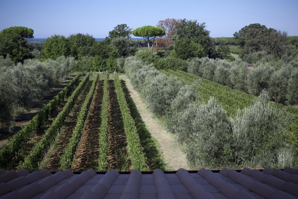 Agriturismo Tra Gli Ulivi, Chiappini Villa Bolgheri Exterior photo