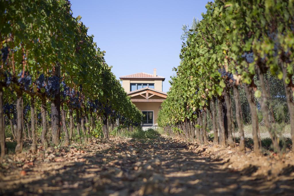 Agriturismo Tra Gli Ulivi, Chiappini Villa Bolgheri Exterior photo